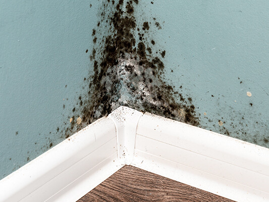 How qlair is Combatting Mold with Indoor Air Quality - qlair